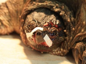 Porter the snapping turtle recovers at the Kawartha Turtle Trauma Centre earlier this week. (Handout / The Windsor Star)