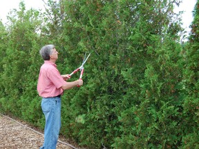 The majority of cedars can be pruned at any time.