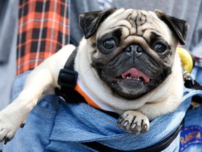 Dog breeds such as pugs are prone to heat strokes. (SHIZUO KAMBAYASHI / The Associated Press)