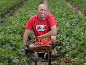 Brad Raymont, of Raymont’s Berries, is again providing the strawberries for this year’s LaSalle’s Strawberry Festival.(DAX MELMER / Windsor Star files)