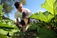 Rita Haase cares for her rhubarb patch at Campus Community Garden on California Avenue. (NICK BRANCACCIO / The Windsor Star)