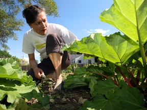 Rita Haase cares for her rhubarb patch at Campus Community Garden on California Avenue. (NICK BRANCACCIO / The Windsor Star)