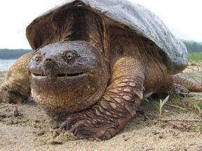 An undated file photo of an adult snapping trutle in Algonquin Provincial Park. (James Paterson / Postmedia News)