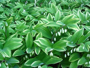 The Variegated Solomon's Seal is a very hardy plant.