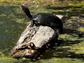 A turtle basks in the sunshine while resting on a log near Ojibway Park in Windsor on Thursday, April 18, 2012. (Windsor Star files)