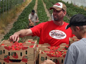 LaSalle Strawberry Festival strawberries are loaded by Brad Raymont and Abe Thiessen, right, of Raymont's Berries, Wednesday June 5, 2013. (NICK BRANCACCIO/The Windsor Star)