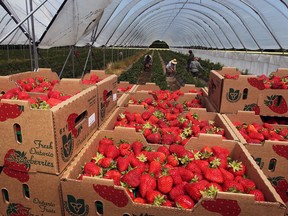 Pickers at Raymont's Berries were busy selecting ripe Essex County grown strawberries for LaSalle Strawberry Festival Wednesday  June 5, 2013. (NICK BRANCACCIO/The Windsor Star)