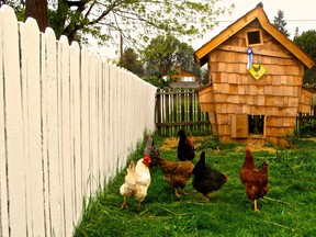 This image taken on April 20, 2013 shows a "Crooked Coop" in Clinton, Wash. that is reminiscent of a fairy tale house of Dr. Seuss. Designer chicken coops are becoming a new kind of yard art and many poultry raisers are being upfront about it -- using the outbuildings as extensions of their homes. A chicken coop can be anything from technical to aesthetic to wacky as long as it functions well for the birds. (AP Photo/Dean Fosdick)