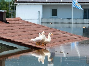 Geese stand on the roof of a flooded house by the river Danube in Deggendorf, southern Germany, Thursday, June 6, 2013. Heavy rainfalls caused flooding in parts of Germany, Austria and Czech Republic. (AP Photo/dpa, Armin Weigel)