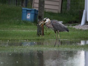 A heron plucks a fish out of the flood waters in the backyard of a home in the 6000 block of Walker Road in Tecumseh, Ont., Thursday, June 13, 2013. Heavy overnight rain flooded many areas of Essex County.  (DAX MELMER/The Windsor Star)