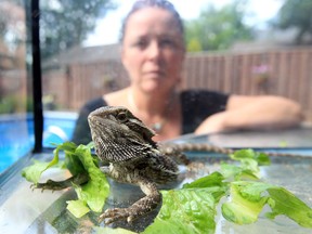 Mary Ryan looks through an aquarium housing a bearded dragon exotic reptile that she found the in the yard of her south Windsor Home. Ryan took the reptile to the Windsor-Essex Humane Society. (JASON KRYK/The Windsor Star)