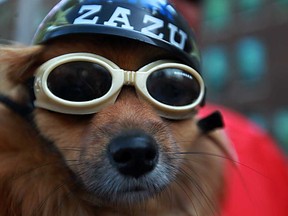 Zazu, one-year-old chihuahua/papillon mix, is all geared up for the 3rd Annual Bob Probert Memorial Ride, Sunday, June 23, 2013 in Windsor-Essex.  (DAX MELMER/The Windsor Star)