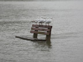 In this file photo, gulls perch on a partially submerged park bench due to flood waters from the River Thames on December 29, 2012 in Pangbourne, England. (Photo by Oli Scarff/Getty Images)