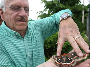 Richard Drouillard, 69, holds a Cecropia moth, Monday, June 10, 2013, at his Windsor, Ont. landscaping business. It is the largest moth native to North America and can grow a wingspan as wide as six inches. Drouillard found the specimen in the parking lot of his business last week, and it's been hanging out under one of his hedges.   (DAN JANISSE/The Windsor Star)