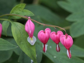 The bleeding heart is a great source of nectar for early hummingbirds.