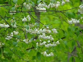 The Carolina Silverbell is native to central and southern U.S.
