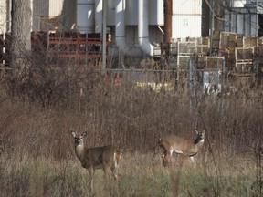 Deer are shown near a west end industrial property in Windsor, Ont. in this file photo. (Dan Janisse / The Windsor Star)