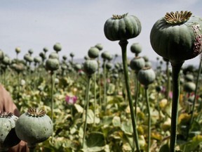 Poppy pods grow on an opium farm in Afghanistan in this May 2013 file photo. (Rahmat Gul / Associated Press)