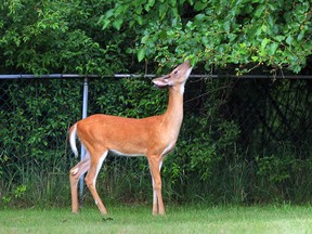 A deer feasts on tree leaves on Armanda Street in Windsor, Ont. in this June 2013 image. (Jason Kryk / The Windsor Star)