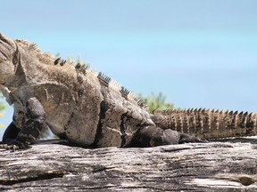 Carlita, an iguana from Harrow, much like this one sunning itself on the rocks in the Caribbean, escaped her home and is on the loose since June 17, 2013. (Postmedia News files)