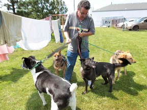 John Dunn, a member of the For The Love of Paws Animal Rescue is shown Monday, June 17, 2013, in Windsor, Ont. with four dogs that were rescued from Beirut, Lebanon. The animals endured a 24-hour flight and 11-hour car ride.   (DAN JANISSE/The Windsor Star)