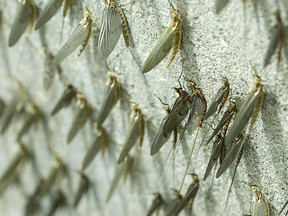 Fishflies all over a wall in Windsor. (Windsor Star files)