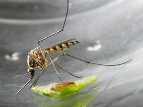 A Windsor-Essex mosquito is shown in this 2006 file photo. (Jason Kryk / The Windsor Star)