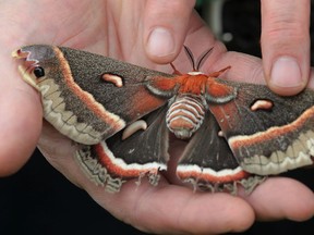 A specimen of Hyalophora cecropia - a.k.a. the Robin Moth - in the hands of Richard Drouillard of Tecumseh. Photographed June 10, 2013. (Dan Janisse / The Windsor Star)