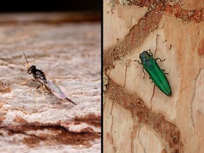 Tetrastichus planipennisi of the Eulophid family of parasitic wasps (L) and its natural target: The Emerald ash borer beetle (R). (Stephen Ausmus / Wikimedia Commons, Chris Thompson / The Windsor Star)