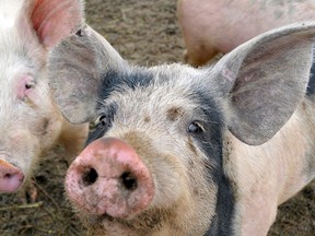 File photo of pigs. (Postmedia News files)