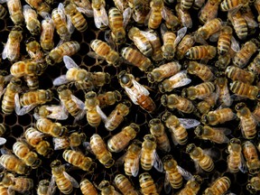 In this file photo, a swarm of about 30,000 bees attacked a North Texas couple as they exercised their miniature horses, stinging the animals so many times they died. (Associated Press files)