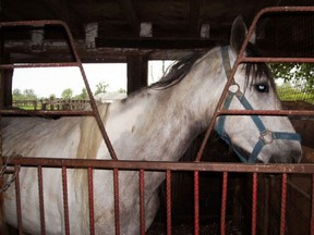 A horse which was seized from a farm on Manning Road. Courtesy of Windsor Essex Humane Society. July 11, 2013.