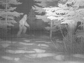 A "photo" of Bigfoot from an April Fool’s Day hoax created by Parks Canada.
(Picasa)