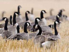 File photo of Canada geese feeding in a farm field. (Windsor Star files)
