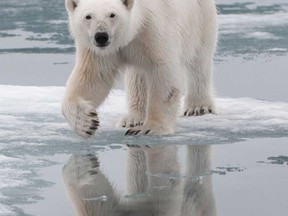 File photo of a polar bear. (Windsor Star files)