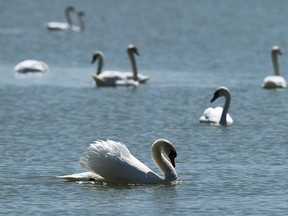 File photo of a flock of swans in the Detroit river near LaSalle, Ont.  (TYLER BROWNBRIDGE / The Windsor Star)