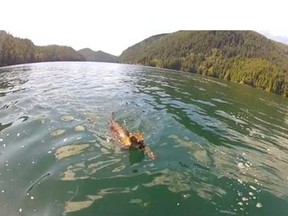 Todd Culos captured video of a cougar swimming behind a boat near Tahsis on Vancouver Island on July 15, 2013. (Courtesy of Todd Culos)