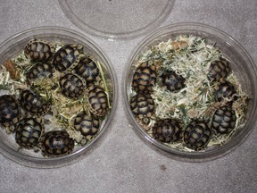 An Ontario man was busted at the Ambassador Bridge for allegedly trying to smuggle these turtles into Canada. (Handout: CBSA)