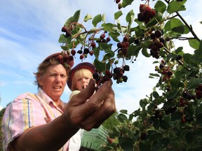 Tammy Trepanier holds her granddaughter Savannah as she picks Saskatoon berries at the Trepanier family farm in Lakeshore. (JASON KRYK / The Windsor Star)