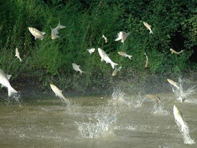 Asian carp are seen literally flying through the air in the Mississippi River basin. (T. Lawrence/Great Lakes Fishery Commission)