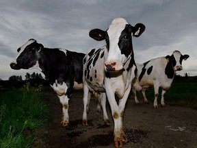 Dairy cows in British Columbia. (Postmedia News files)