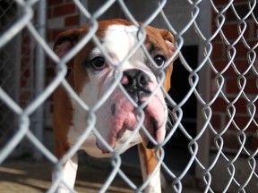 File photo of a dog in his shelter at the Windsor Essex County Humane Society on Jan. 20, 2013. (Dax Melmer/The Windsor Star)