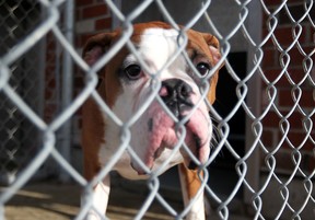 File photo of a dog in his shelter at the Windsor Essex County Humane Society on Jan. 20, 2013. (Dax Melmer/The Windsor Star)