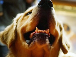 A Golden Retriever is shown in this January 2013 file photo. (Spencer Platt / Getty Images)