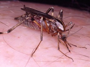 The giant mosquito called a Gallnipper has a very big bite. (Courtesy of Paul Pratt)