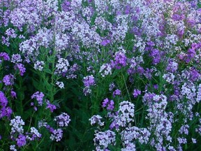 Hesperis matronalis -- known as Dame’s Rocket Sweet Rocket or Dames Violet -- is native to the Mediterranean and central Asia.