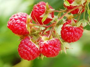 Raspberries grown without pesticides in your own backyard make a fresh and tasty treat.