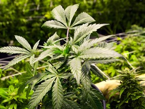 Marijuana plants at a grow house in Denver, Colorado, are shown in this January 2013 file photo. (Ed Andrieski / Associated Press)