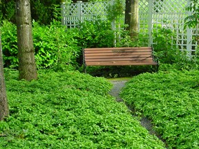 Japanese Spurge, aka pachysandra, is an evergreen that creates a dense carpet of green when planted about 15 cm apart in a grid formation.