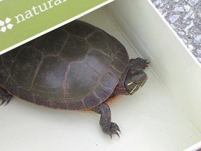A painted turtle rescued from the roads where Windsor meets LaSalle is shown in this image from environmental consultant Jonathan Choquette. (Handout / The Windsor Star)